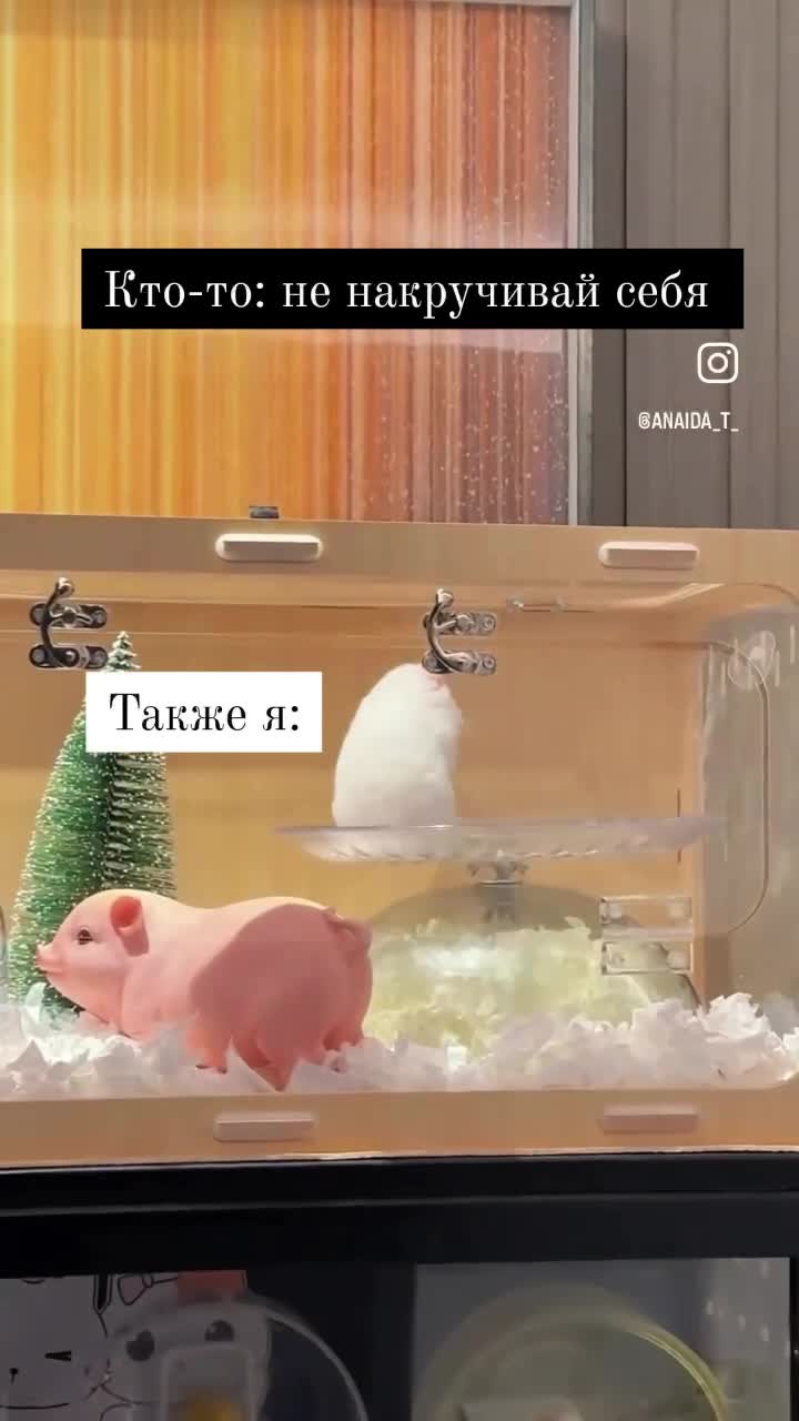 Белый хомяк неподвижно крутится на тарелке 🐹