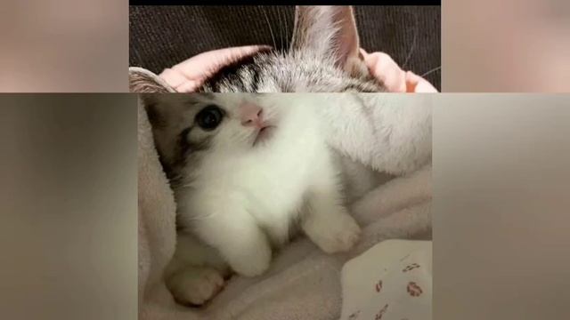 Милые котята
