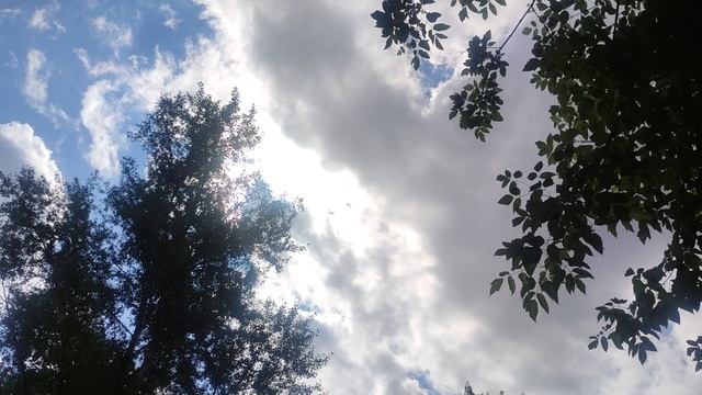 творите добро на земле помогайте без домным кошкам и птицам они нуждаются в вашей помощи...