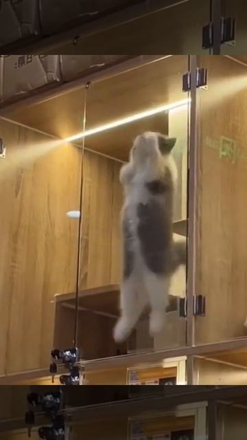 милые котики