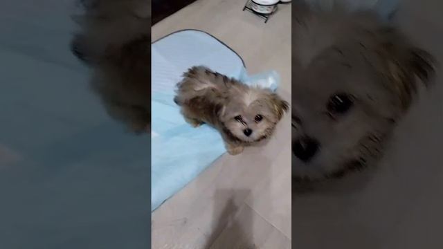 VID-20250624-WA0001.mp4