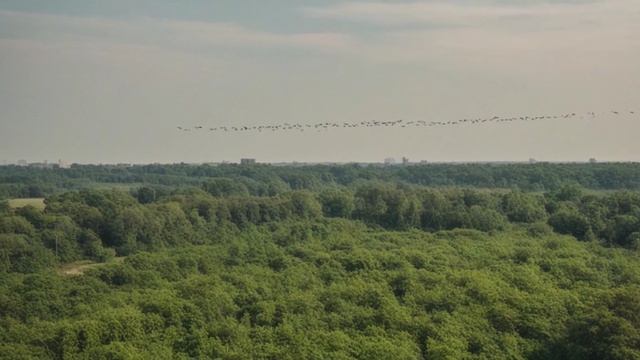 Загрязнение окружающей среды и гибель птиц