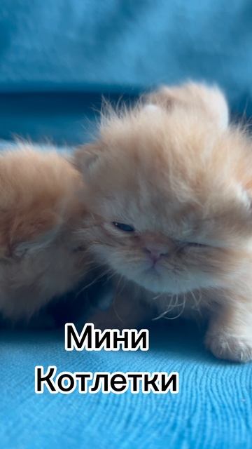 Малышам уже по 2 недели 🥺 #марикалапунова #кот #котики #милыекотята