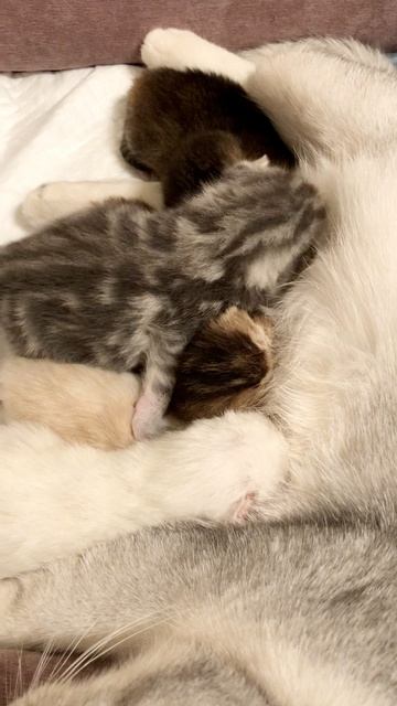 Котятам кошки Кайли девять дней.