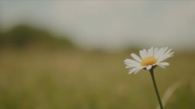 РОМАШКА