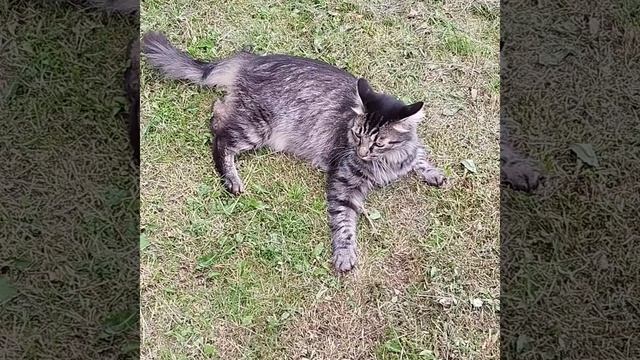 Кот серый полосатый