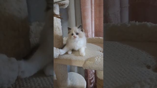 1000158169.mp4 малыш Диор