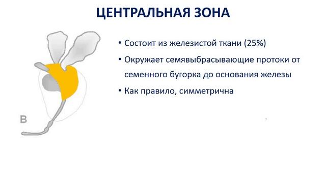 ЛД в онкологии. Часть 1 9. Лекция «Рак предстательной железы(1)