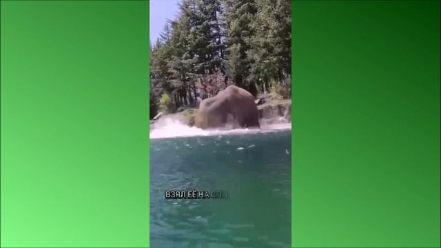 А что вы знали о Слонах