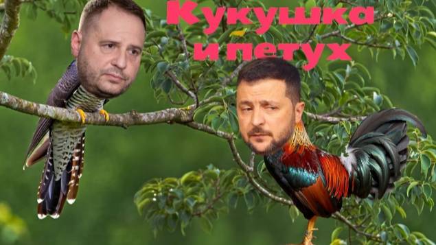 «Кукушка хвалит петуха»: Ермак осыпал Зеленского комплиментами и призвал пойти на новый срок