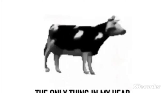 polish cow