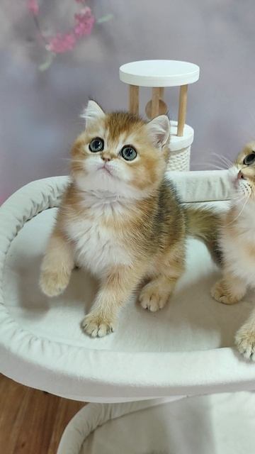 Шотландский прямоухий котенок