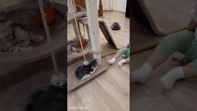 Внученька Евочка с котятами