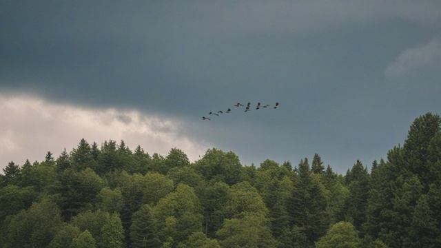 Могут ли птицы предсказывать погоду