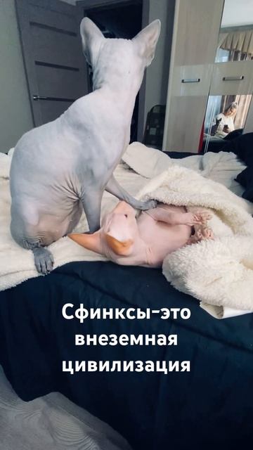 11 марта 2025 г.