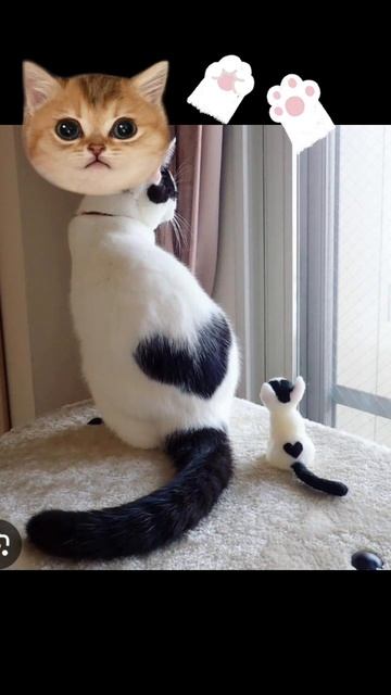 Мяу рекламы ХЫ