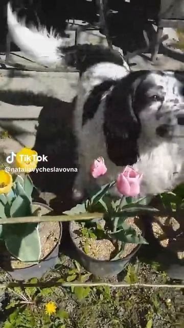 Бегу...)))