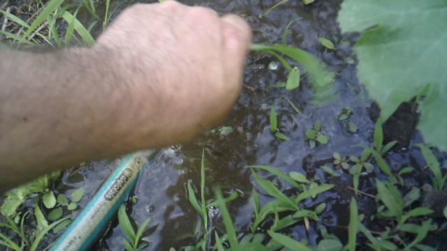 Обзор нашего третьего кабачка сорта "Солнечный мячик"