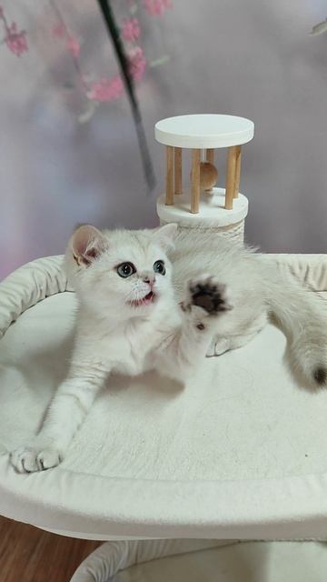 Шотландский котенок Беляш)
