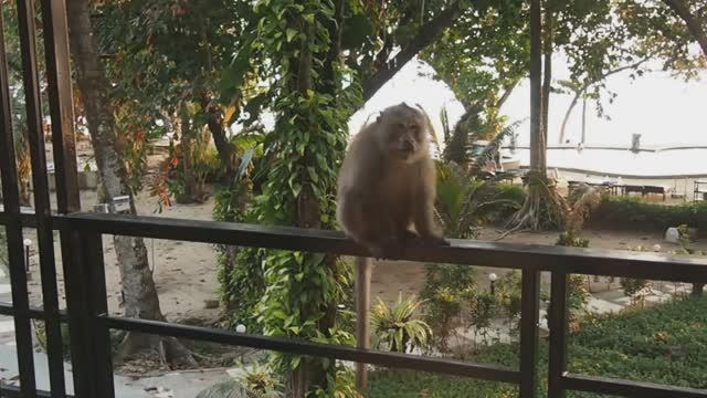 Дикая обезьяна на балконе отеля в Таиланде (остров Чанг).