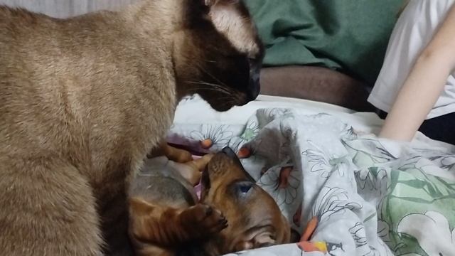 VID_20250517_210155.mp4