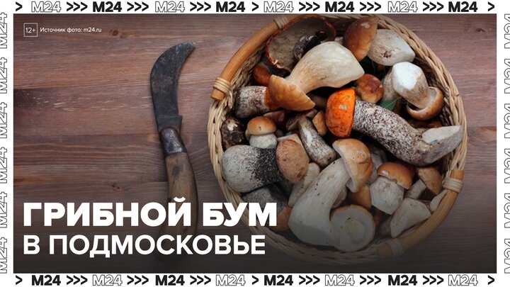 Грибной бум ожидается в Подмосковье в июле - Москва 24