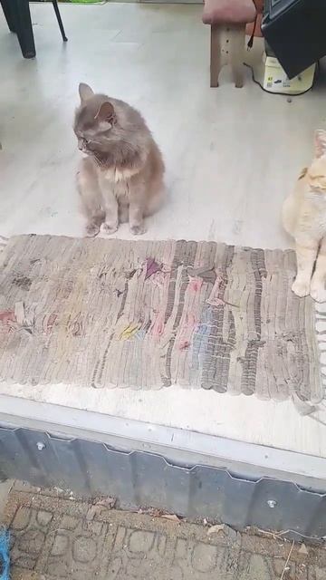 Это любовь)