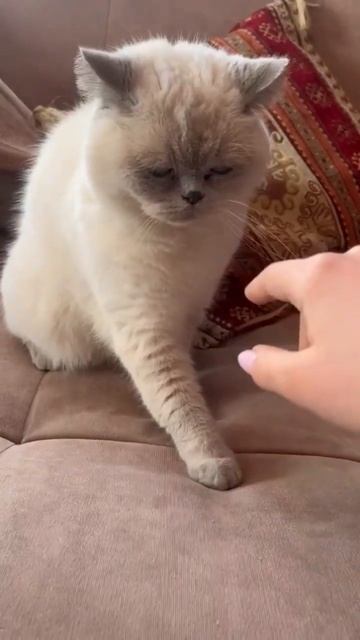 Ну очень Злая Кошка)))