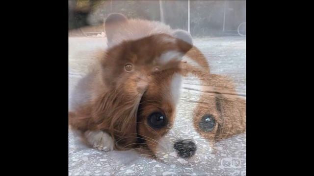 ЛЕНА ШВЕЦ - Щенок - Автор исполнитель.