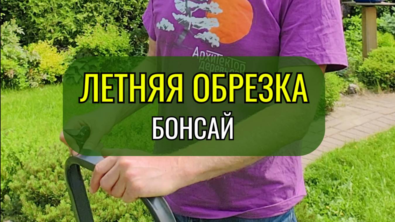Летняя обрезка #бонсай