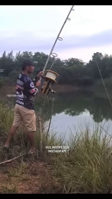 на крупного судака