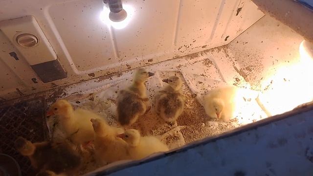 24 июня, очередное гусиное пополнение
