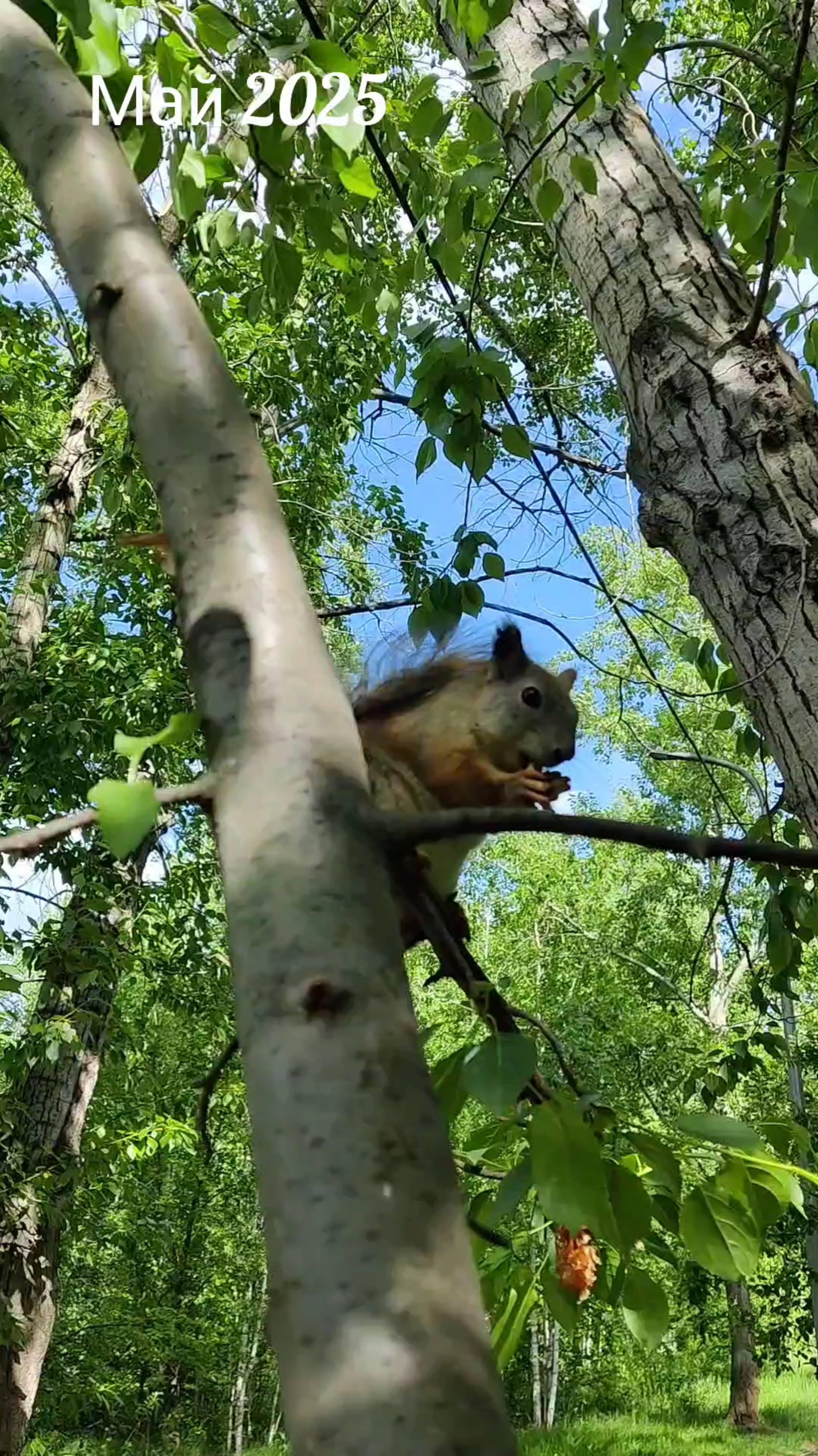 Ну очень забавная белка 🐿️ в лесу добывает орехи у прохожих