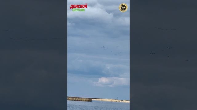 Охота на гусей . Все что добыто должно быть сьедено