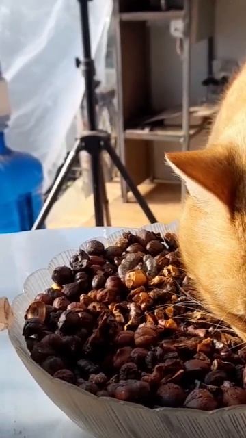 Кот ест орехи)⬛//cat eats nuts.