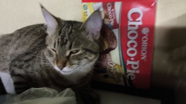 Котик