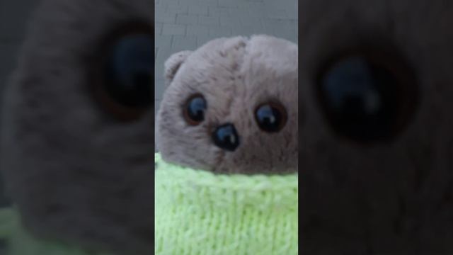 знакомство и прогулка с котиком Бантиком🏛🙂🐱