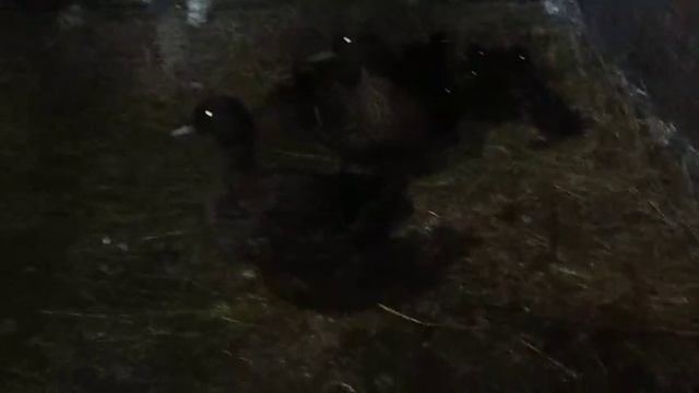 утро 23.06.25г ай девчонки умнички.мои вы лапоньки.утя  Чубарой подсадной