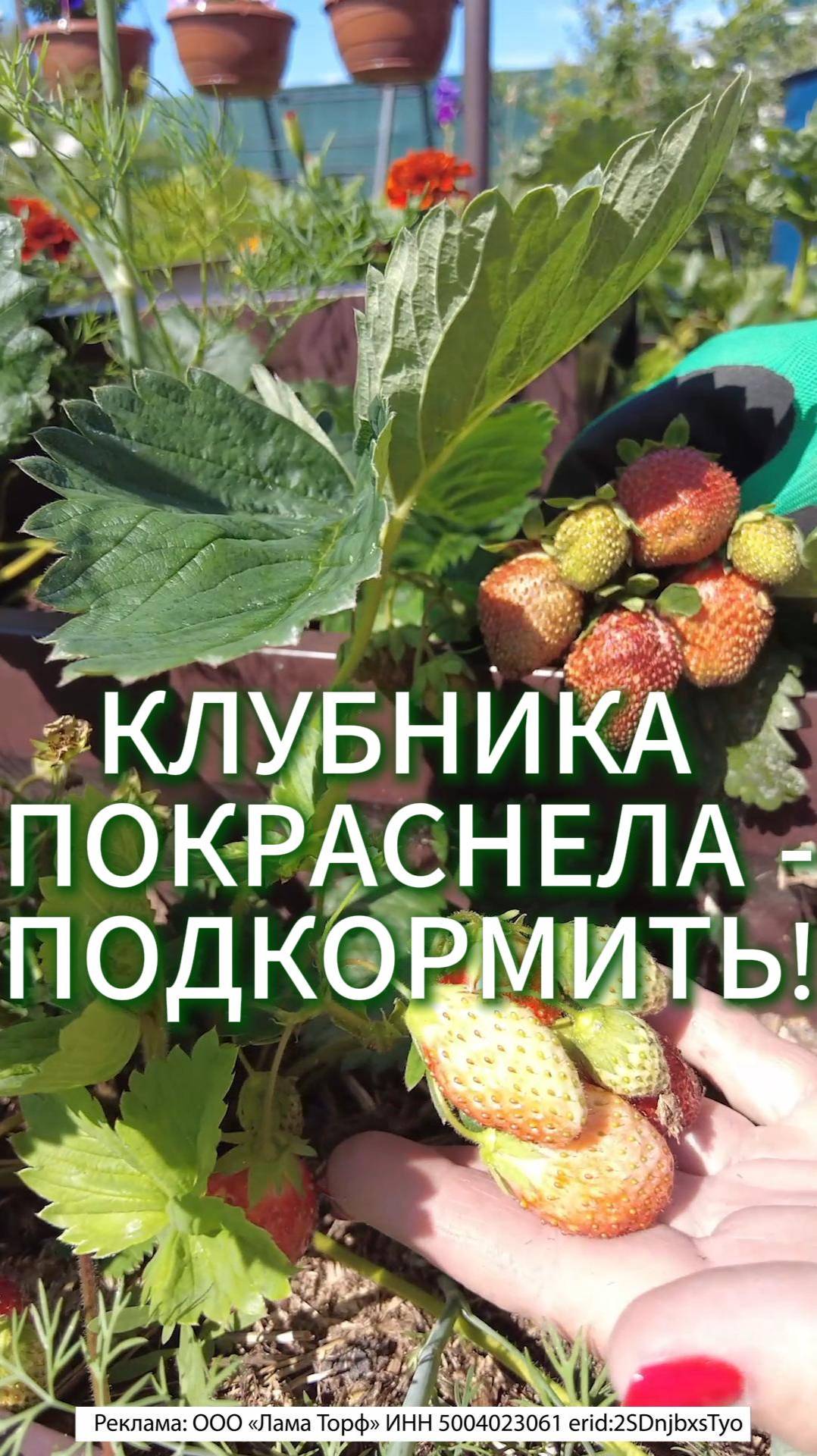 КЛУБНИКА ПОКРАСНЕЛА - ПОДКОРМИТЬ!