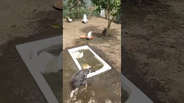 1000193826.mp4 весело