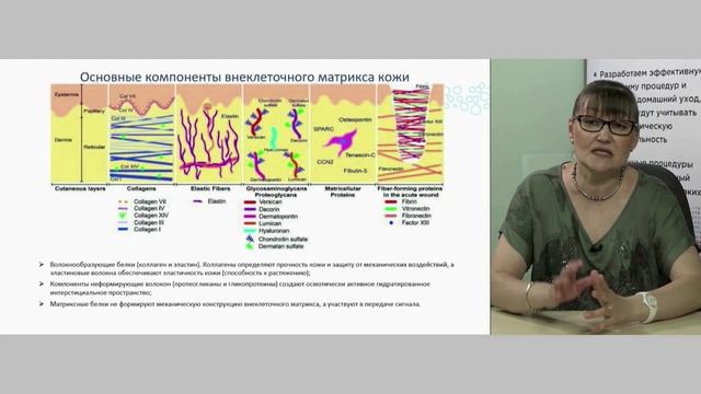 ПК2 Глубокие слои кожи: строение и основы функционирования дермального матрикса.