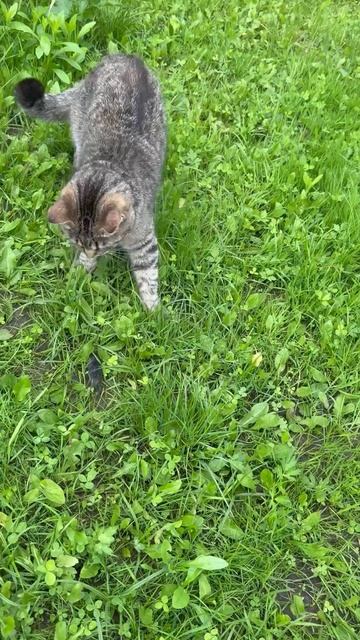 Киса и мышка