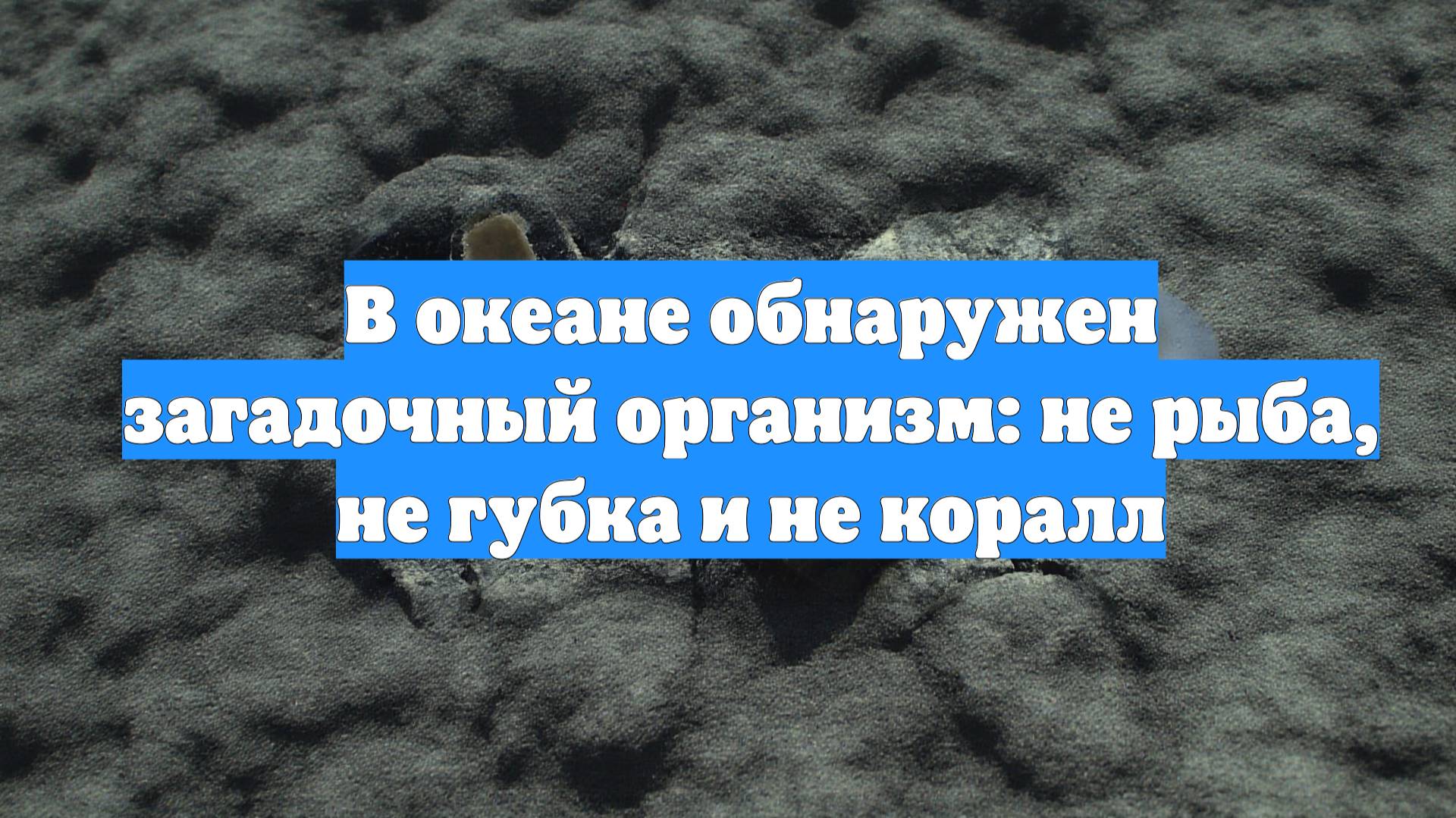 В океане обнаружен загадочный организм: не рыба, не губка и не коралл