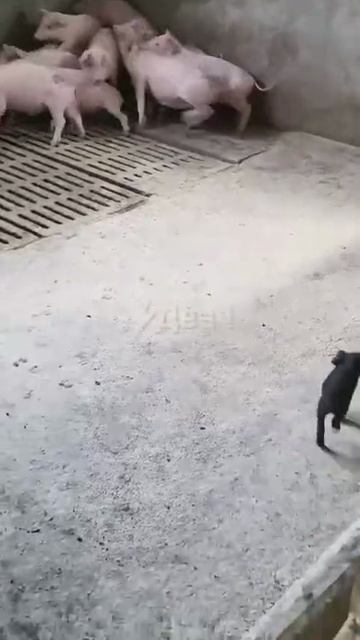 ЧЕРНЫЙ ПОРОСЁНОК И БЕЛЫЕ СВИНКИ