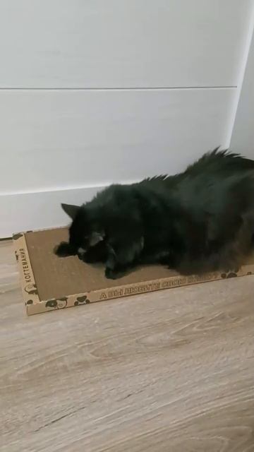 Кошка любит именно такие когтеточки❤️