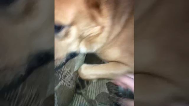 Моя 🐕