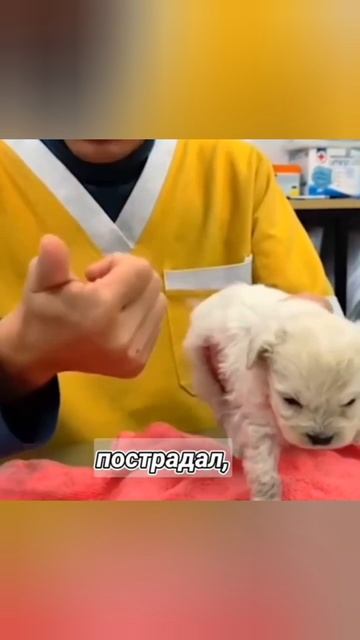 Мальчик спас щенка от гибили