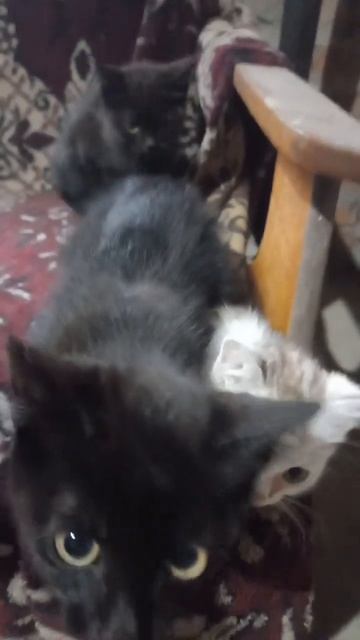 милота