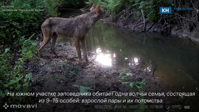 Юный волк попал в фотоловушки калужского заповедника