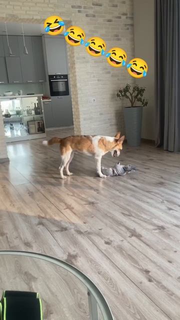,🤣😂😂😂😂🤣